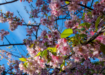 Top places to see winter Cherry blossoms in India this season