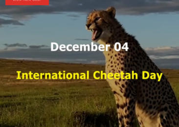 International Cheetah Day