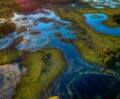 Biodiversity at risk, IPBES calls for urgent action
