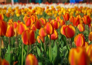 Kashmir’s Tulip Garden to open on March 26 with breathtaking spring bloom