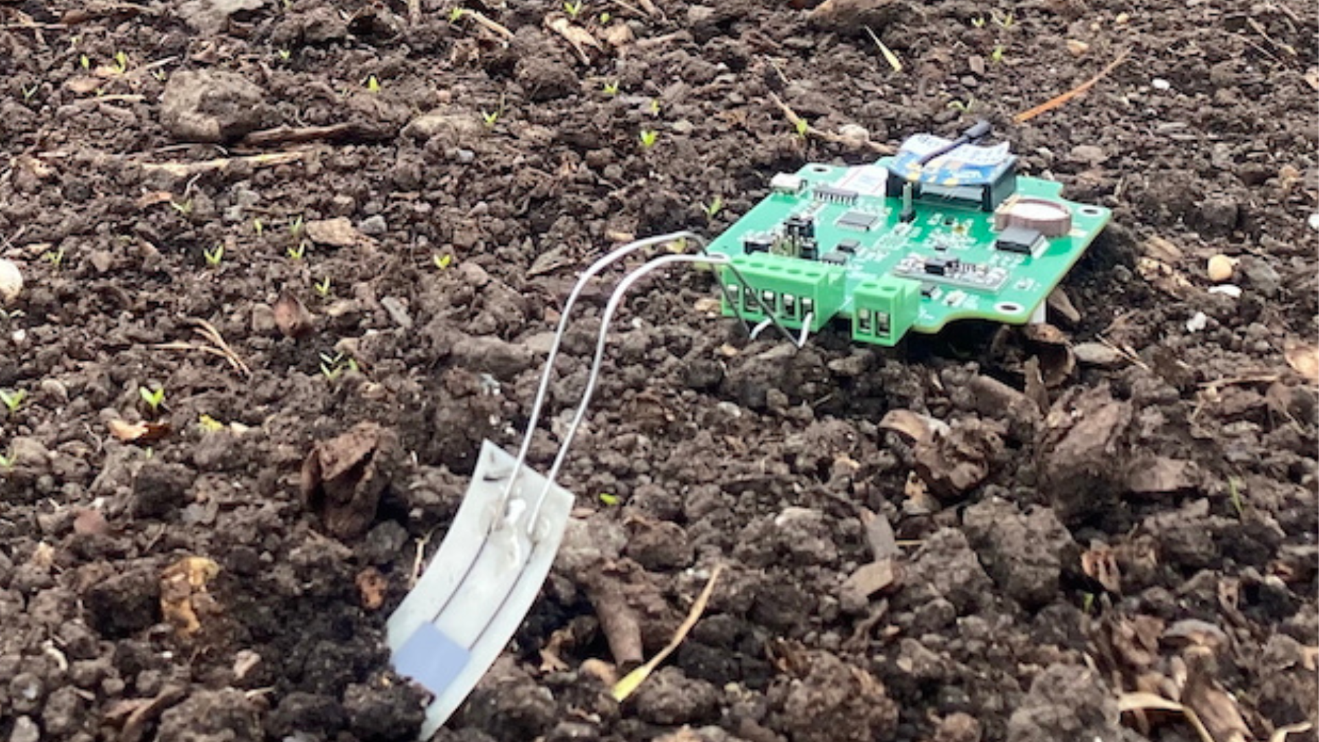University of Glasgow researchers develop biodegradable farm sensors