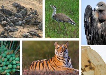International Biodiversity Day: India’s tale of triumphs and trials