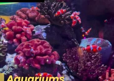 Aquariums Around the World: Underwater Marvels
