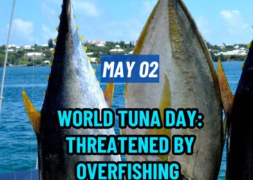 World Tuna Day: Threatened by Overfishing