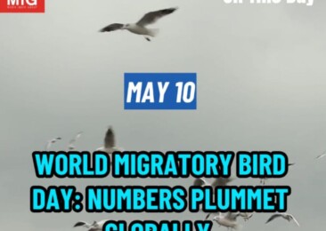 World Migratory Bird Day: Numbers Plummet Globally