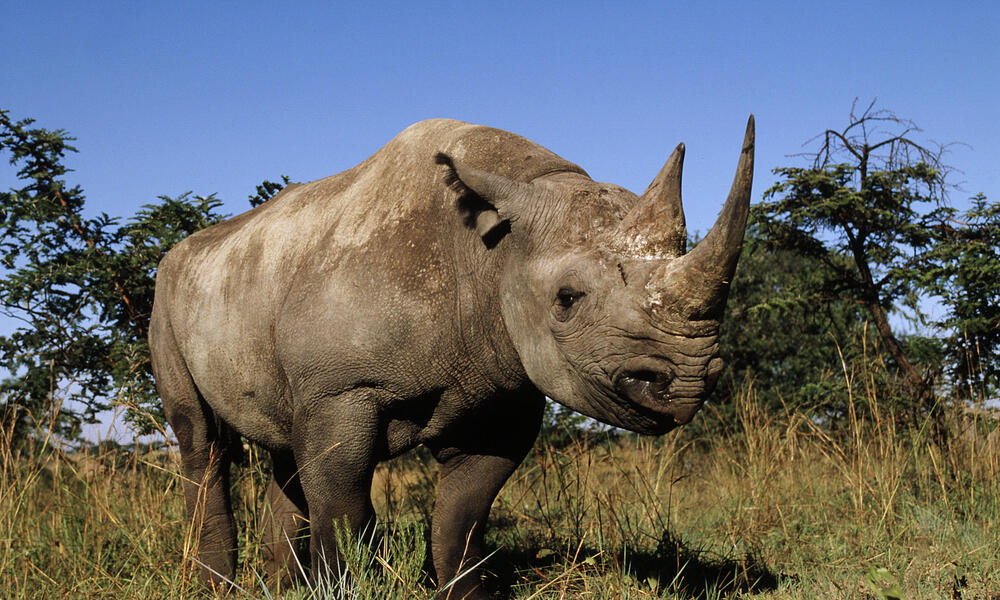Study calls for natural corridors for black rhinos in Tanzania