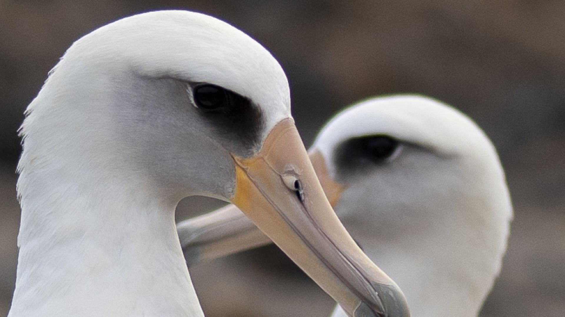 UN announces 1st World Restoration Flagships at Ocean Conference