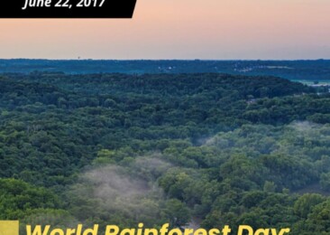 World Rainforest Day: Dying forest of the world