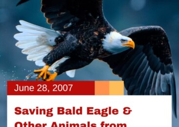 Saving Bald Eagle & Other Animals from Extinction