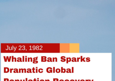 Whaling Ban Sparks Dramatic Global Population Recovery