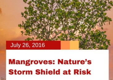 Mangroves: Nature’s Storm Shield at Risk