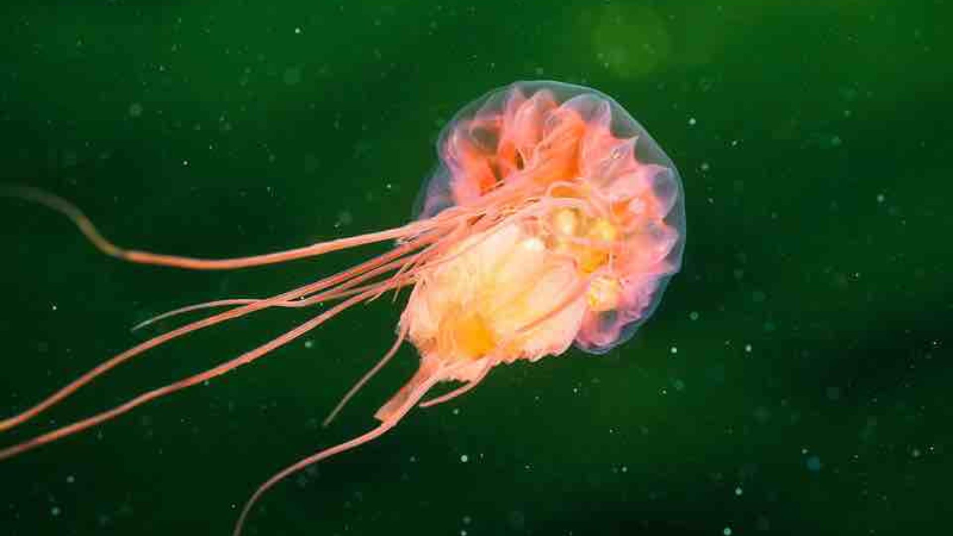 DSCC urges EU to maintain fishing ban in 87 deep-sea zones