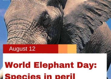 World Elephant Day: Species in peril