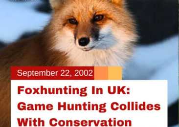 Foxhunting in UK: Game Hunting Collides with Conservation