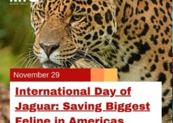 International Day of Jaguar: Saving Biggest Feline in Americas