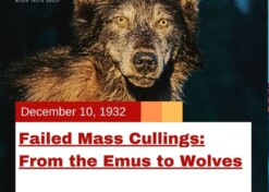 Failed Mass Cullings: From the Emus to Wolves