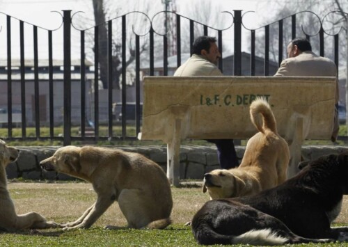 Animal rights activists move Bombay HC over Maharashtra order on stray dogs