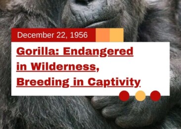 Gorilla: Endangered in Wilderness, Breeding in Captivity