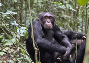Chimpanzees and gorillas among 10 most illegally traded species: CITES