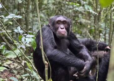 Chimpanzees and gorillas among 10 most illegally traded species: CITES
