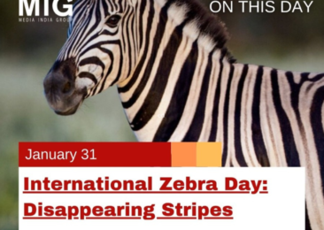 International Zebra Day: Disappearing Stripes
