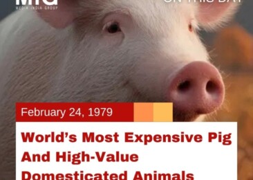 World’s Most Expensive Pig and High-Value Domesticated Animals