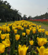 Delhi Tulip Festival brightens up diplomatic enclave, attracts visitors 