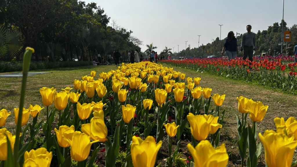 Delhi Tulip Festival brightens up diplomatic enclave, attracts visitors 