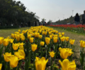 Delhi Tulip Festival brightens up diplomatic enclave, attracts visitors 