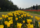 Delhi Tulip Festival brightens up diplomatic enclave, attracts visitors 