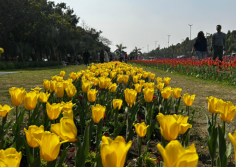 Delhi Tulip Festival brightens up diplomatic enclave, attracts visitors 