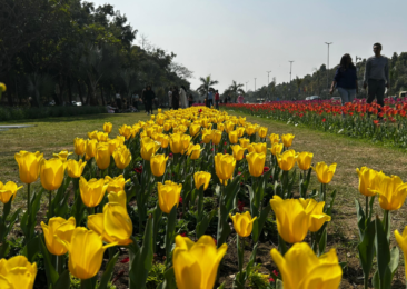 Delhi Tulip Festival brightens up diplomatic enclave, attracts visitors 