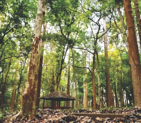 Nilambur: Teak, Tribals & Tranquillity