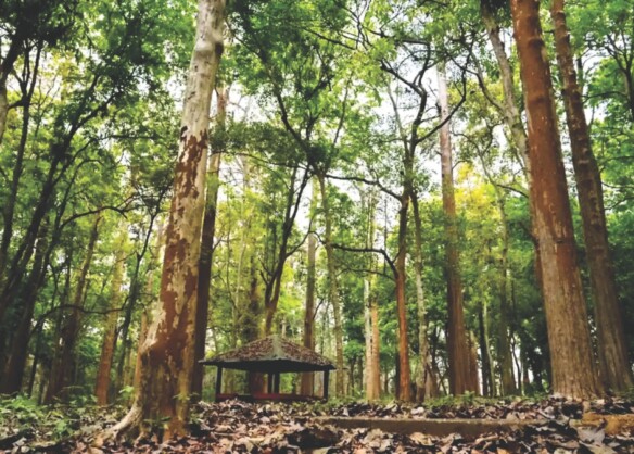 Nilambur: Teak, Tribals & Tranquillity