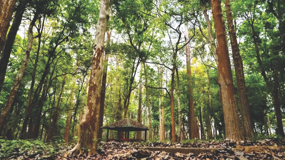 Nilambur: Teak, Tribals & Tranquillity