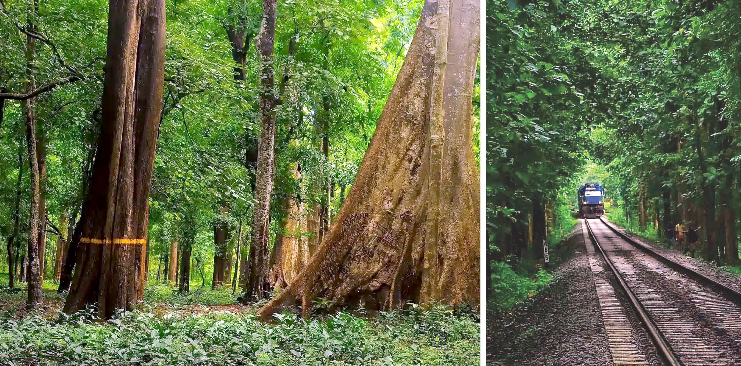 Nilambur is known for its teak plantations and tribal settlements