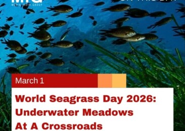 World Seagrass Day 2026: Underwater Meadows at a Crossroads