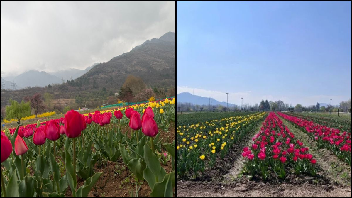 The tulip garden is widely regarded as Asia’s largest of its kind
