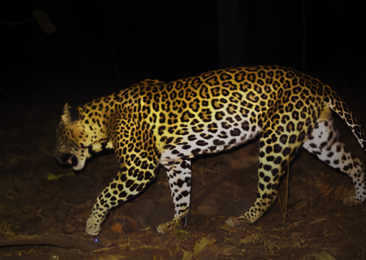 Maharashtra to commence leopard safaris in Trimbakeshwar, Yeola