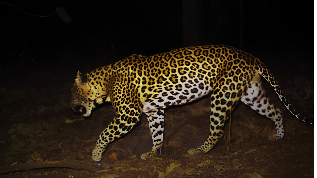 Maharashtra to commence leopard safaris in Trimbakeshwar, Yeola