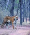 India ranks 172 of 180 nations in Nature Conservation Index 2025