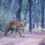 India ranks 172 of 180 nations in Nature Conservation Index 2025