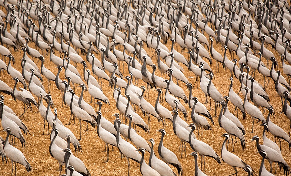 Demoiselle cranes 