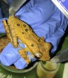 Urbanisation threatens specialist frogs in Western Ghats: ATREE