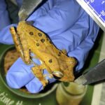 Urbanisation threatens specialist frogs in Western Ghats: ATREE
