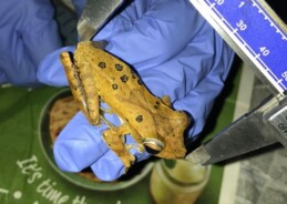 Urbanisation threatens specialist frogs in Western Ghats: ATREE