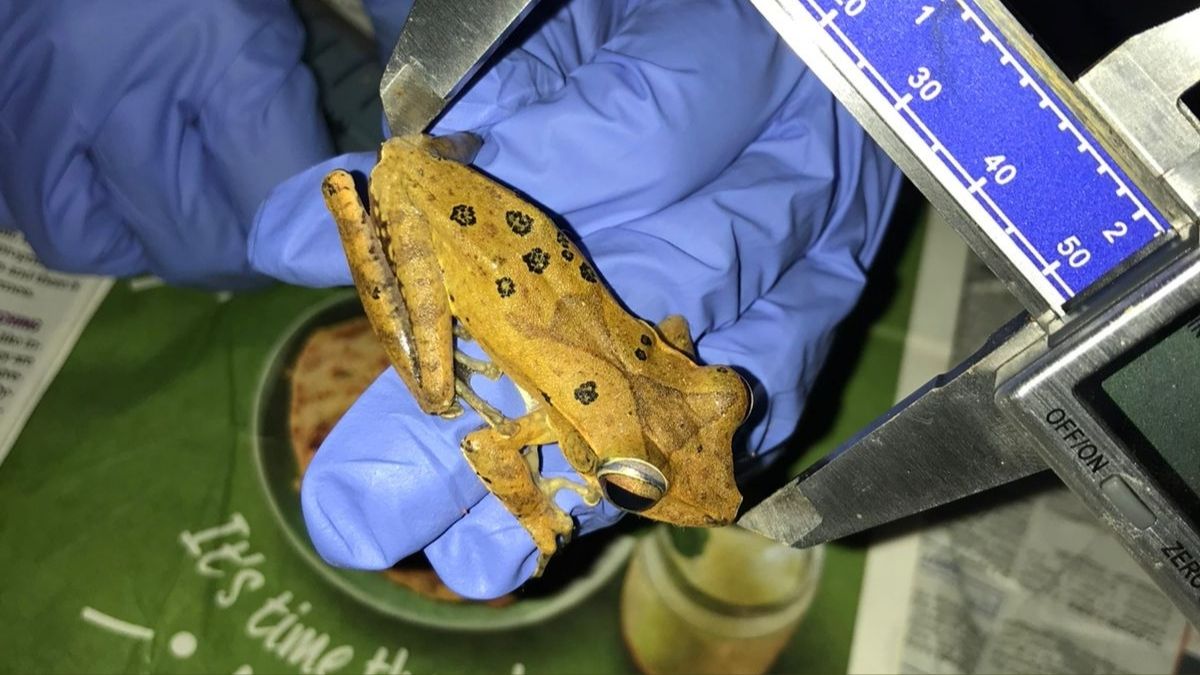 Urbanisation threatens specialist frogs in Western Ghats: ATREE