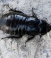 Cockroaches not pests, primordial for biodiversity 
