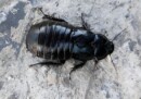 Cockroaches not pests, primordial for biodiversity 