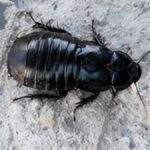 Cockroaches not pests, primordial for biodiversity 